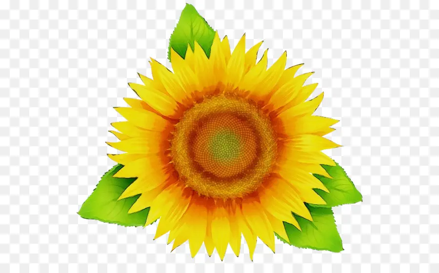 Girasol，Planta PNG