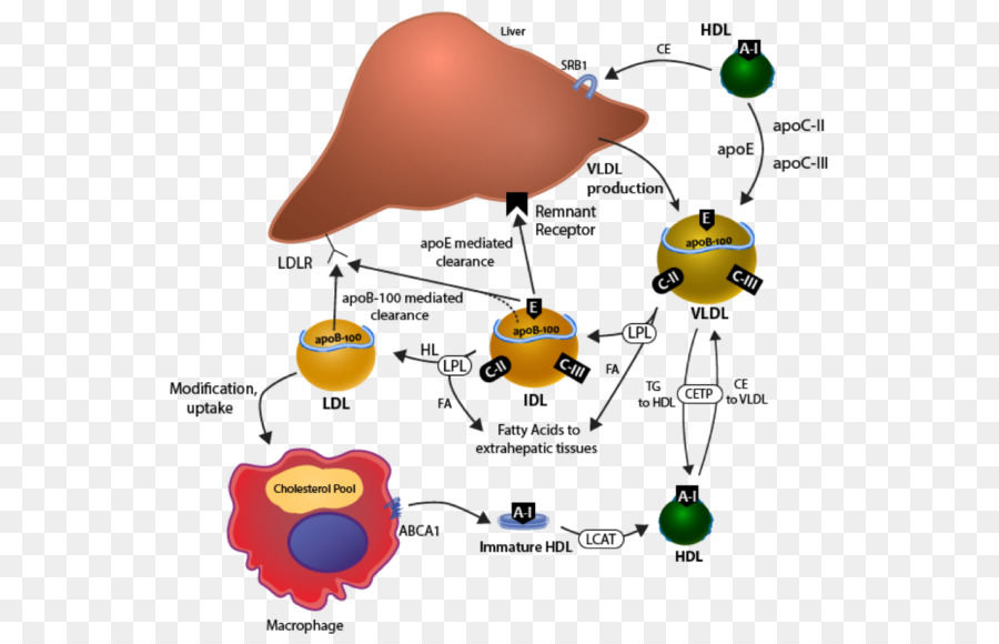 El Colesterol，Las Lipoproteínas PNG