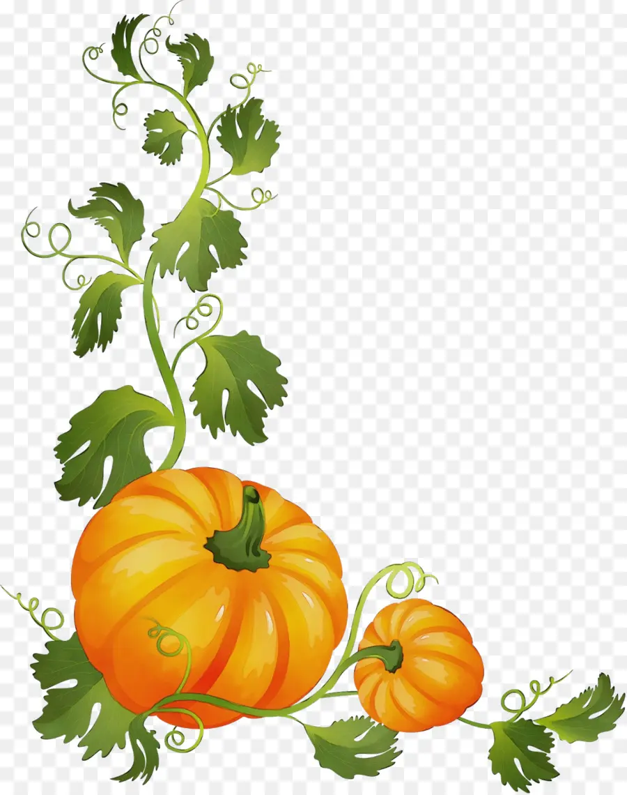 Calabaza，Dibujo PNG