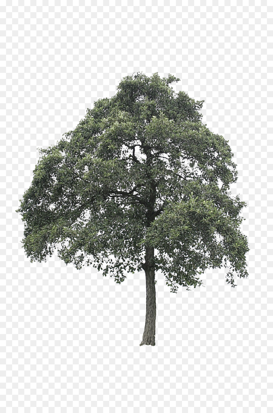 Árbol，Roble PNG