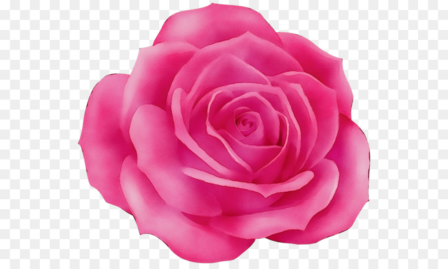 Rosa Roja，Florecer PNG