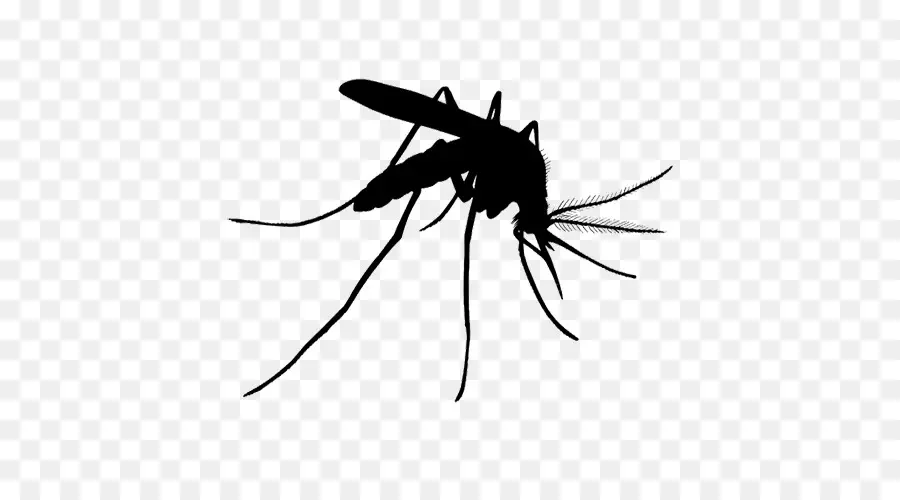 El Control De Los Mosquitos，Vector PNG