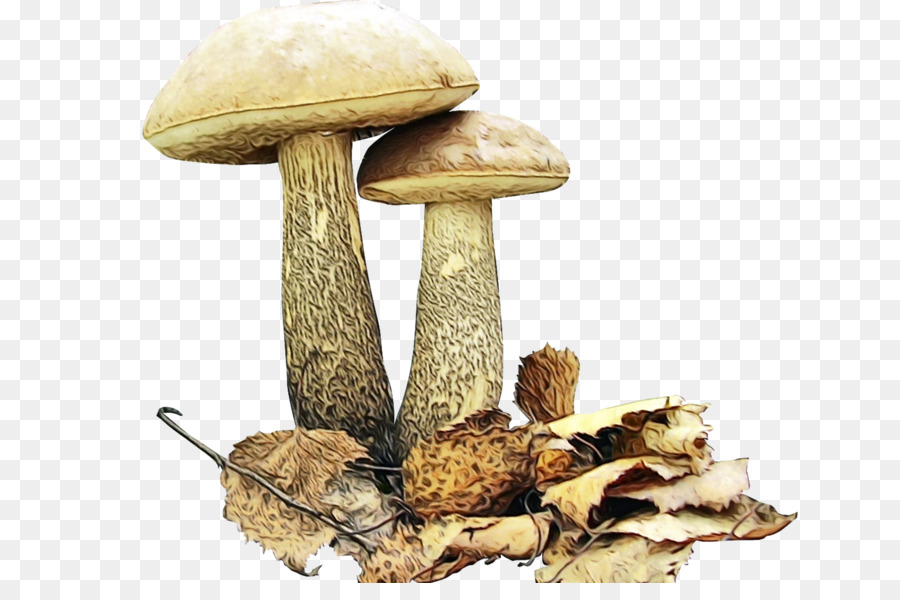 Brown Tapa De Boletus，Seta Comestible PNG