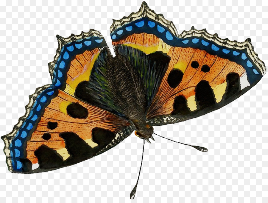 Mariposa Negra，Alas PNG