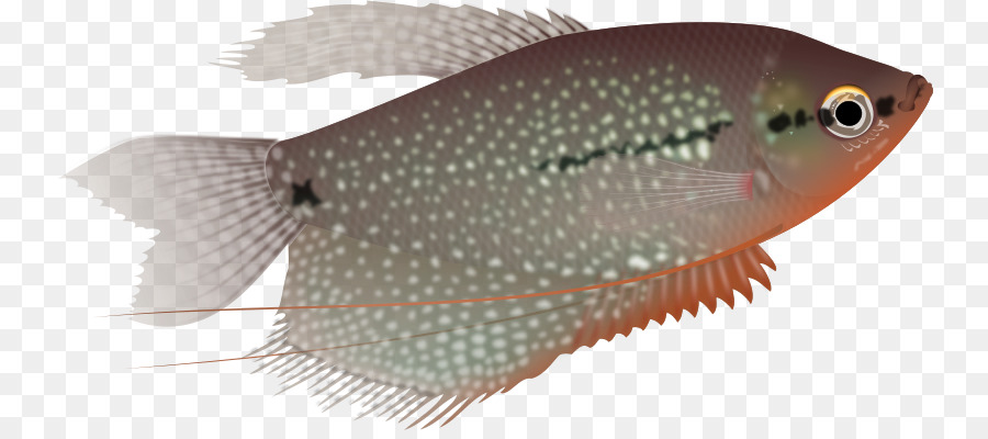 El Gurami Perla，Tres Irregular Gourami PNG