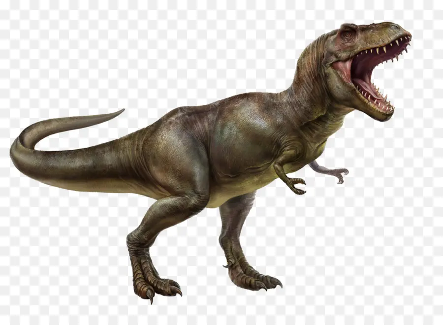 El Tyrannosaurus Rex，Spinosaurus PNG