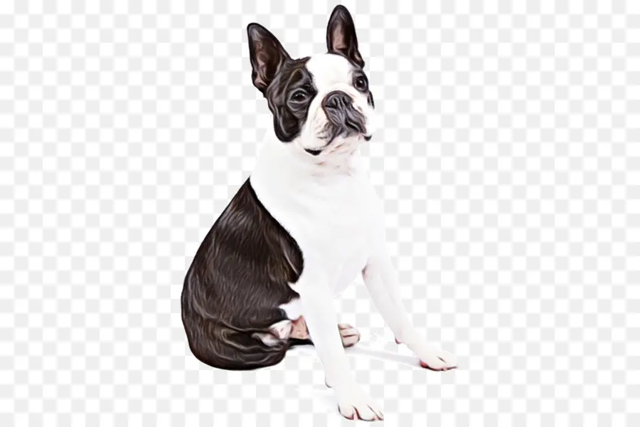 Bulldog Francés，Perro PNG