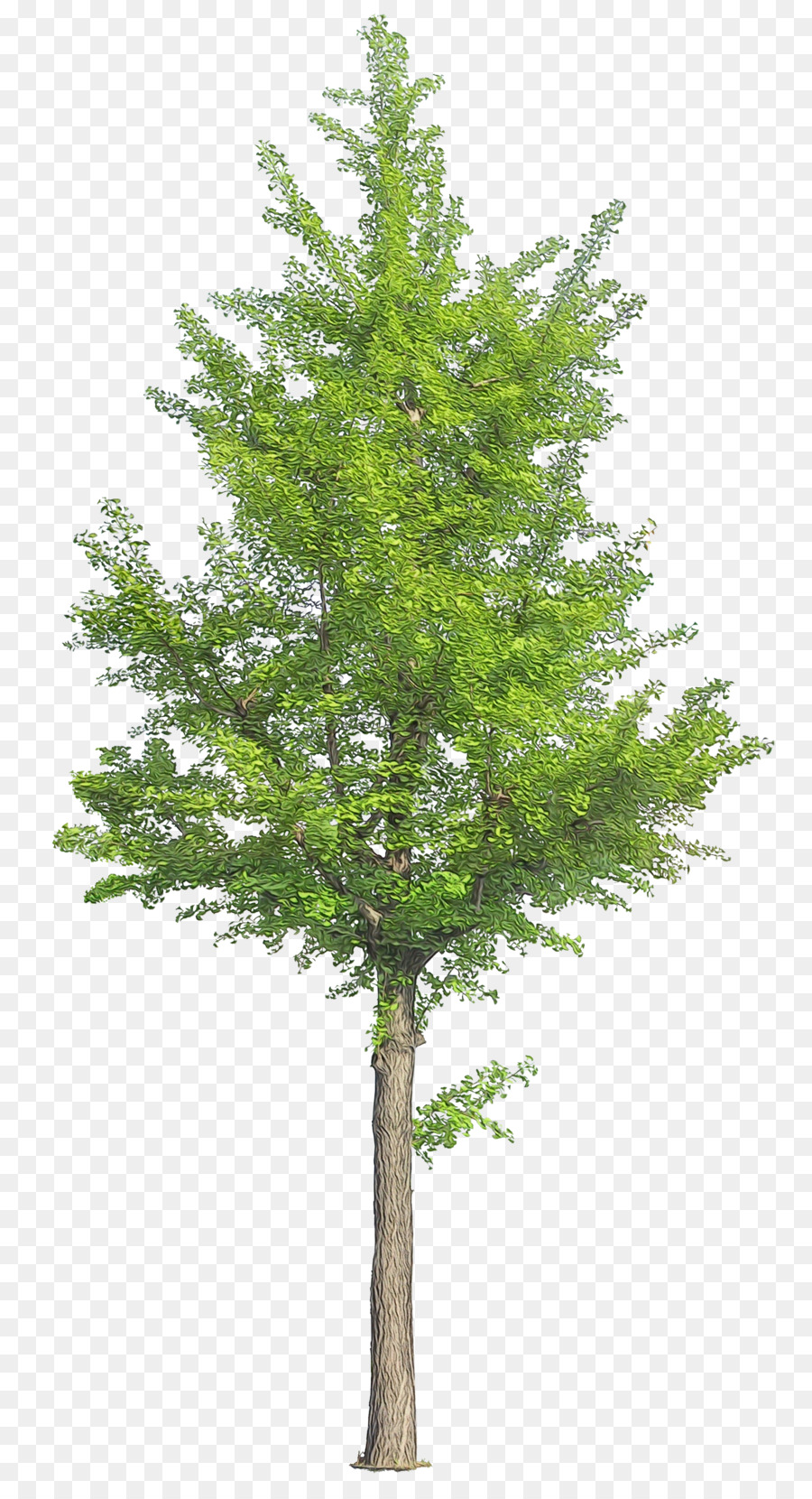 Árbol，Rama PNG