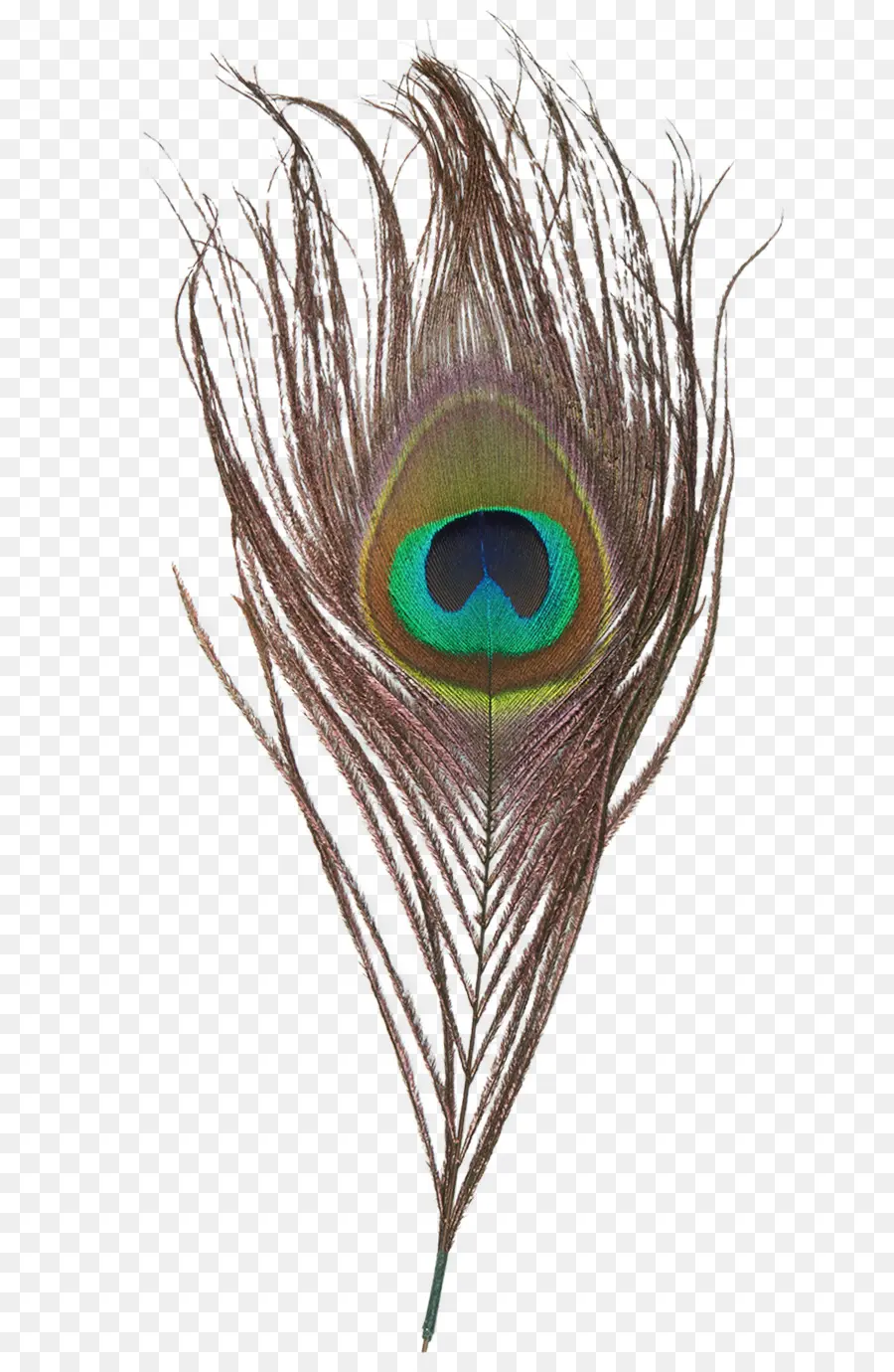 Pluma，Pavo Real PNG