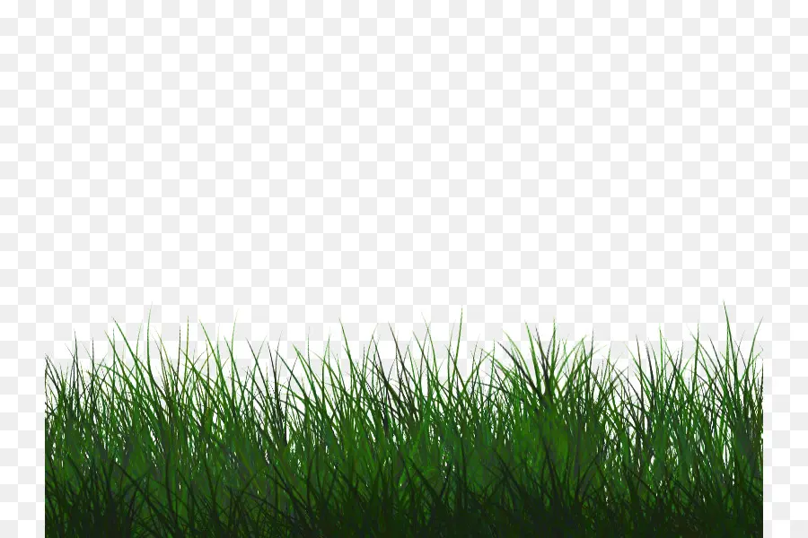 Césped，Wheatgrass PNG