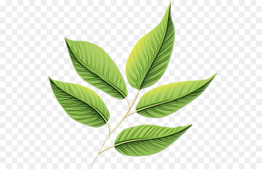 Hoja，Planta PNG