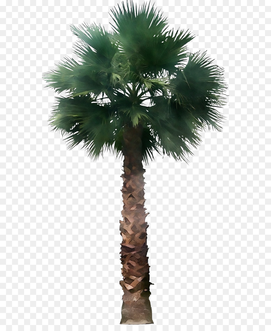 California Palma，Palmera De Abanico Mexicana PNG