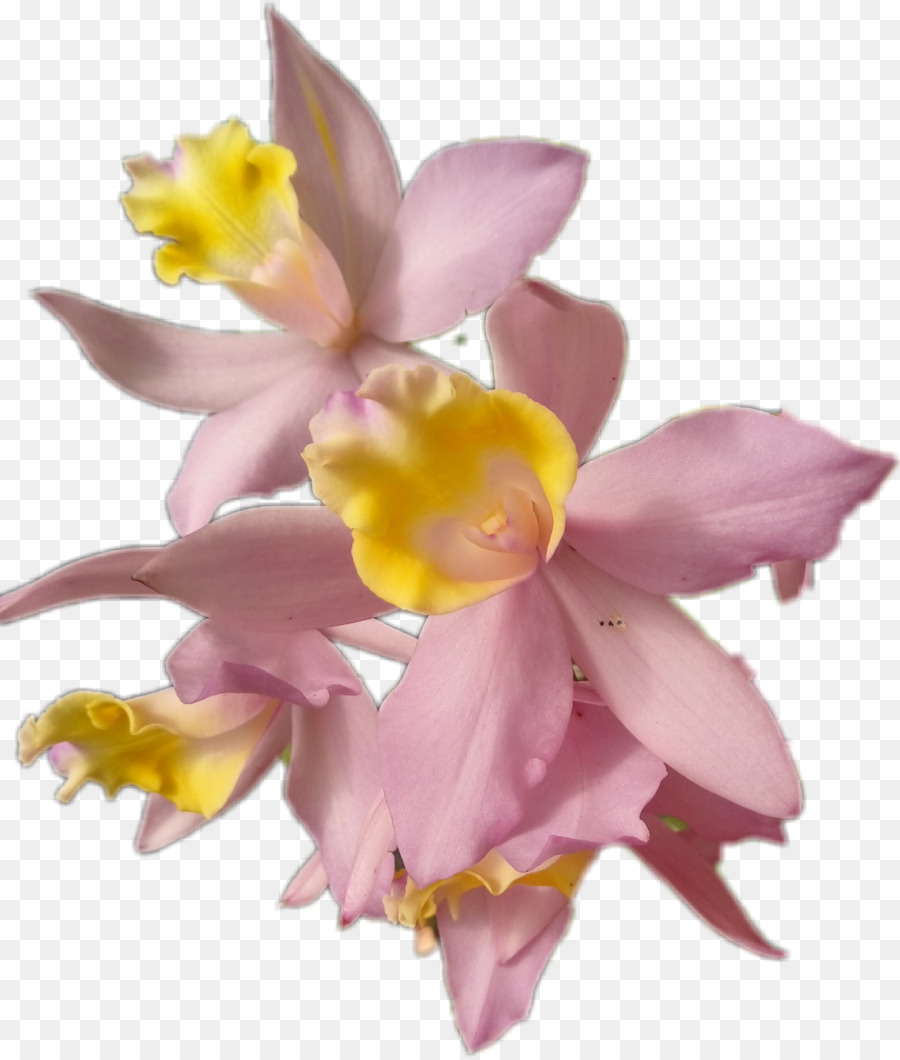 Flor，Las Orquídeas PNG