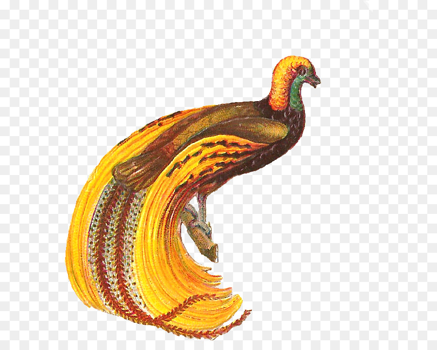 Pico，Pluma PNG