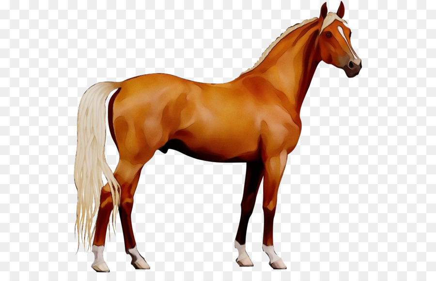 Morgan Horse，Pony PNG