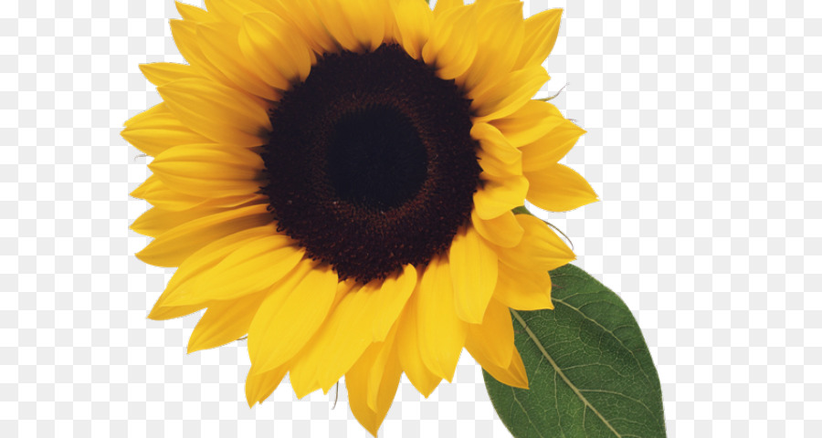 Común De Girasol，Fondo De Escritorio PNG