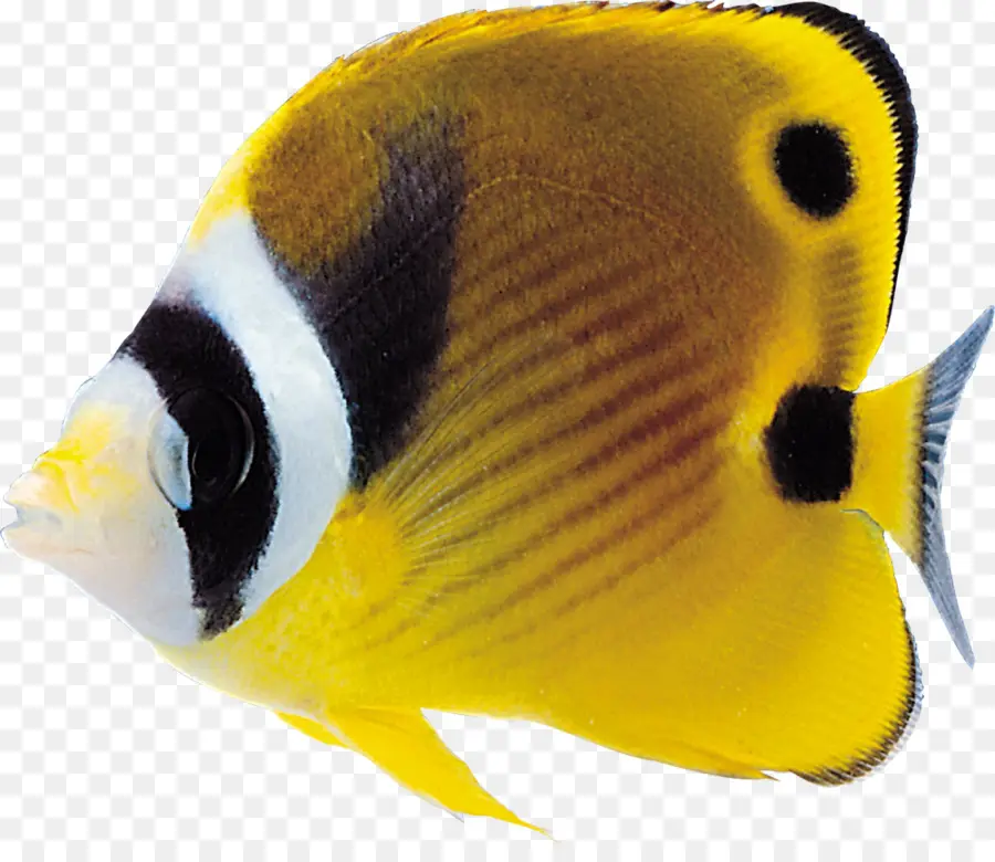 Peces Tropicales，Los Peces PNG