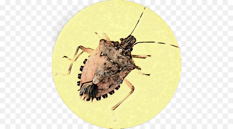 Escarabajo，Brown Marmorated De Chinches PNG