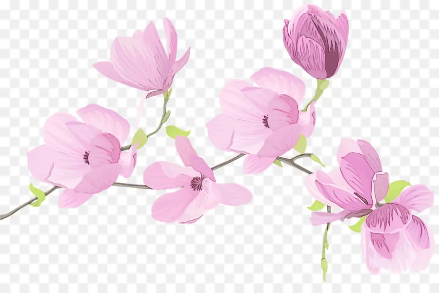 Flores De Magnolia，Florecer PNG