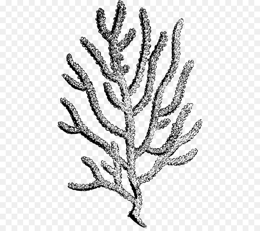 Coral，El Coral Negro PNG