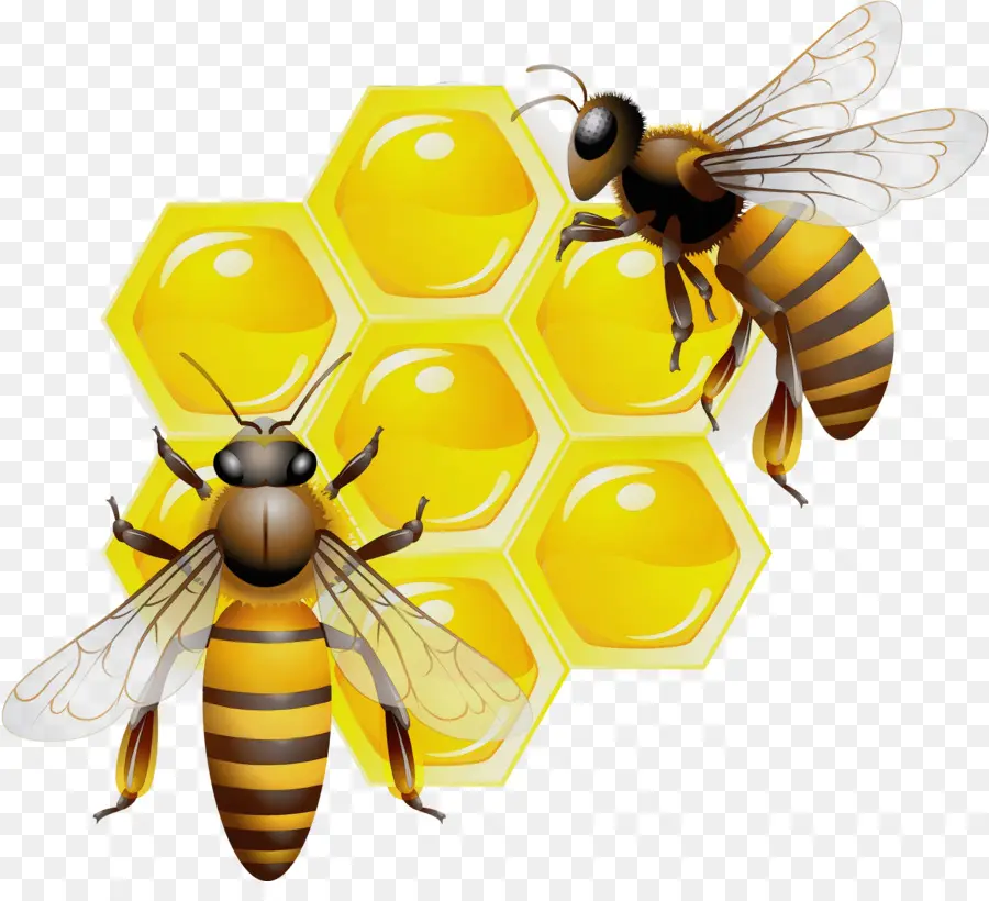 Abejas Y Panal，Miel PNG