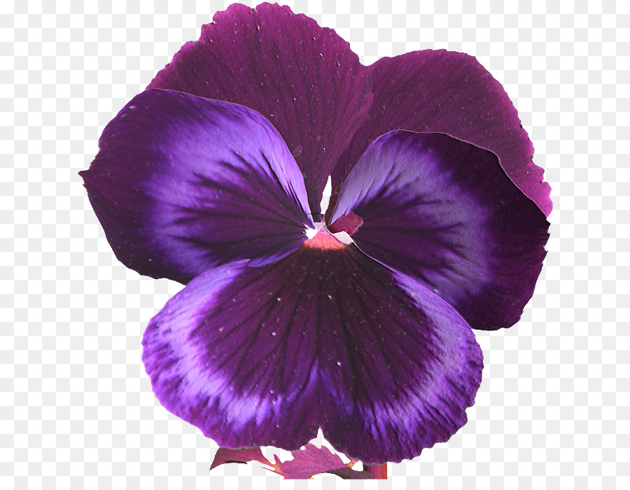 Pansy，Flor PNG