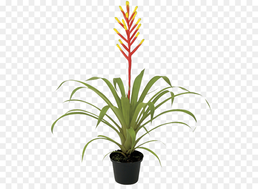 Guzmania，Las Plantas PNG