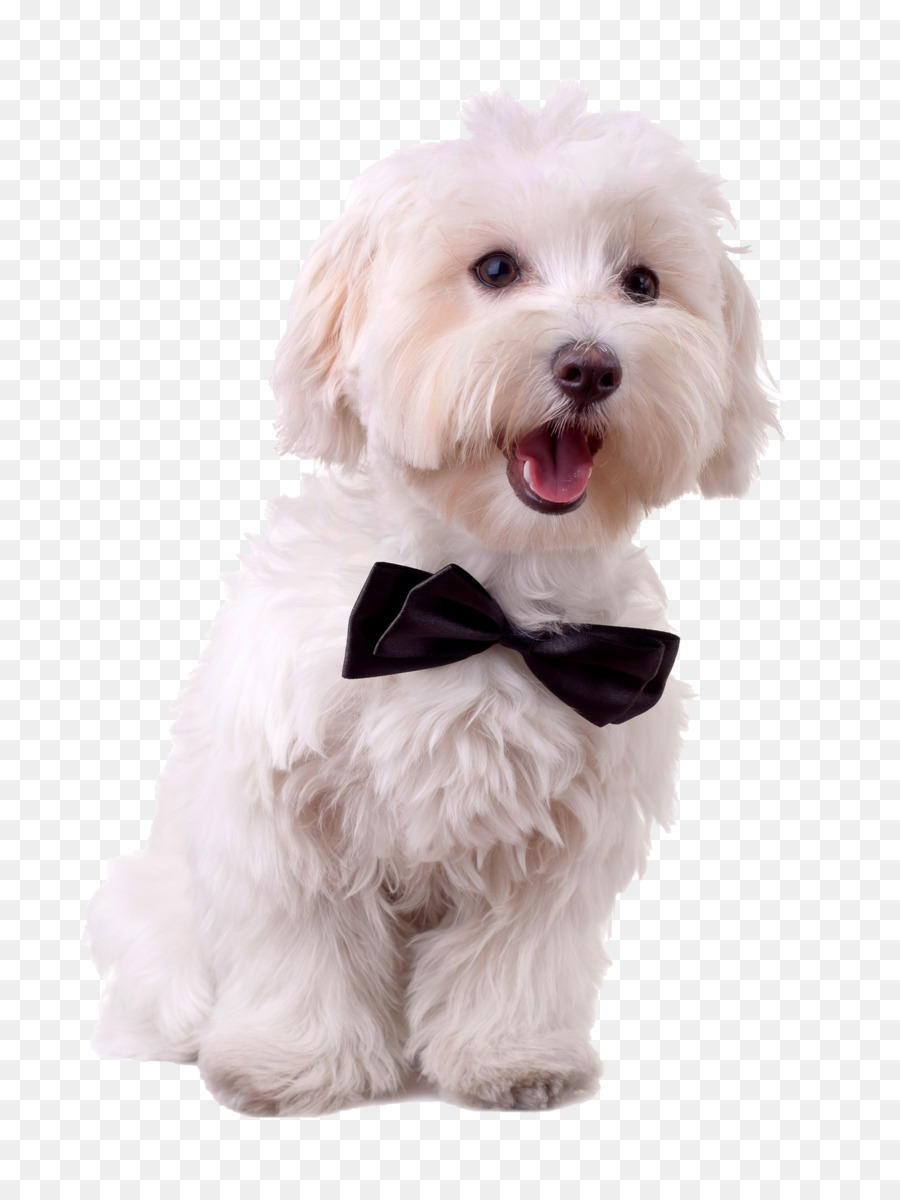 Perro Blanco，Mascota PNG