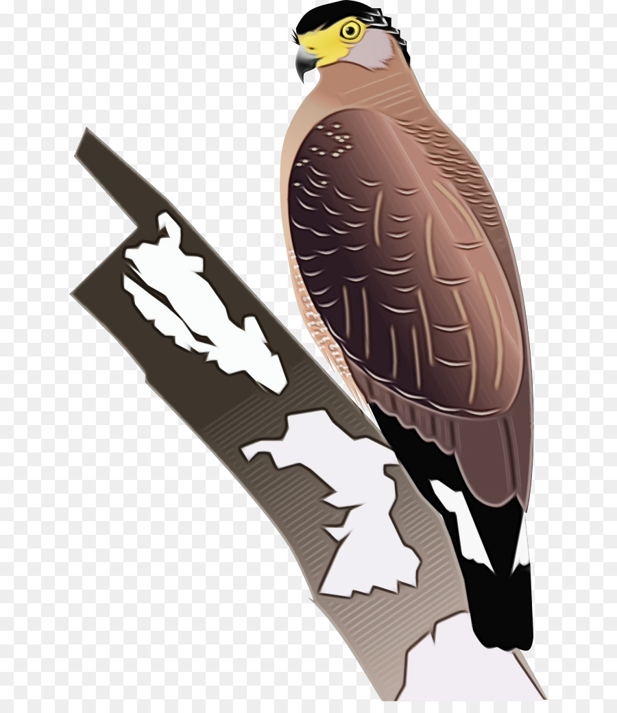 águila Calva，águila PNG