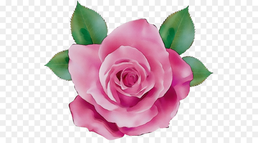 Rosa，Flores De Color Rosa PNG