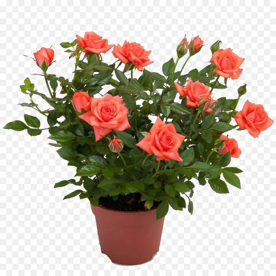 Rosa，Maceta PNG