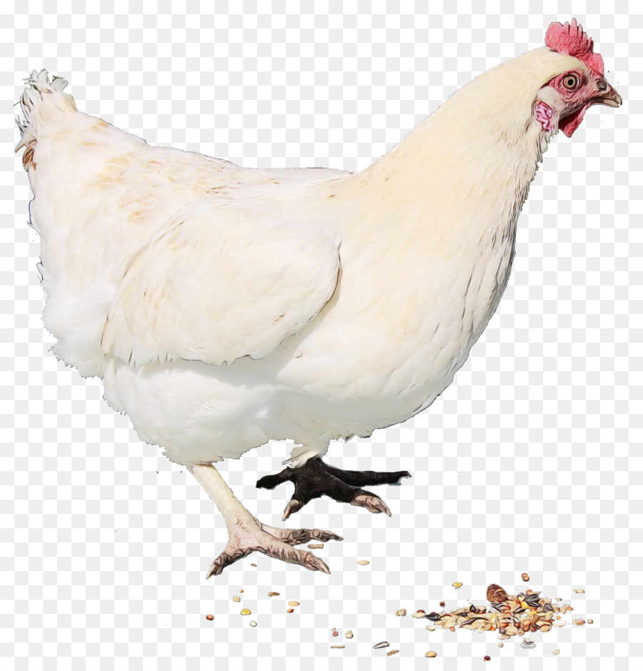 Pollo，Gallina PNG