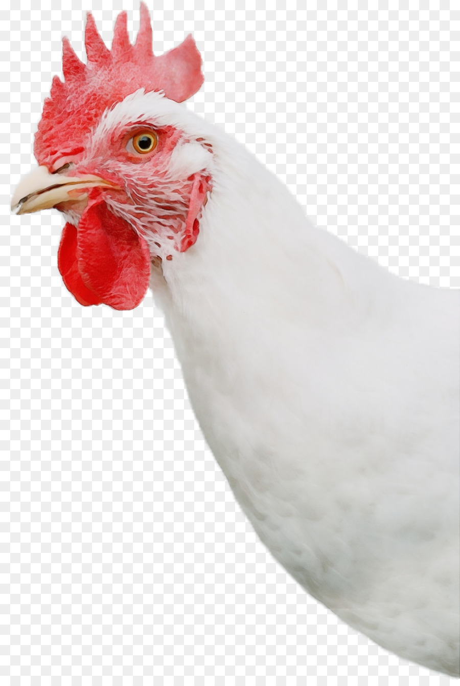 Rhode Island Blanco，Gallo PNG