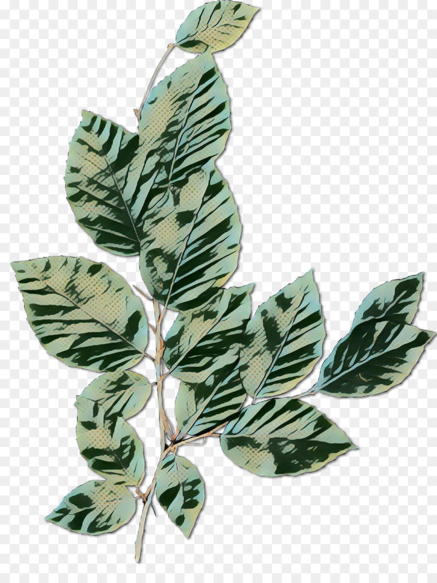 Hoja，Tallo De La Planta PNG