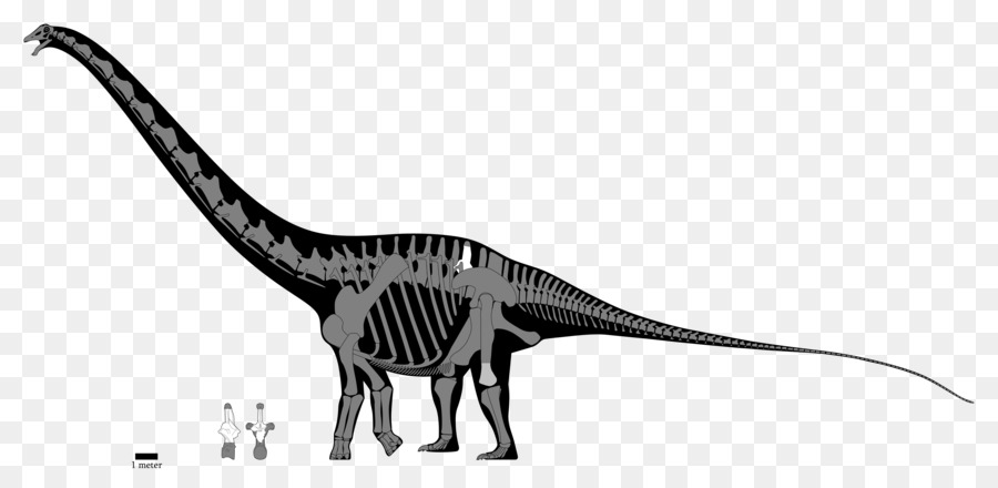 Diplodocus，Argentinosaurus PNG