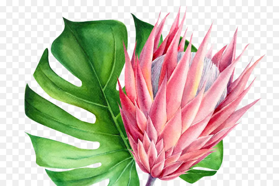 Ilustración Botánica，Las Plantas PNG