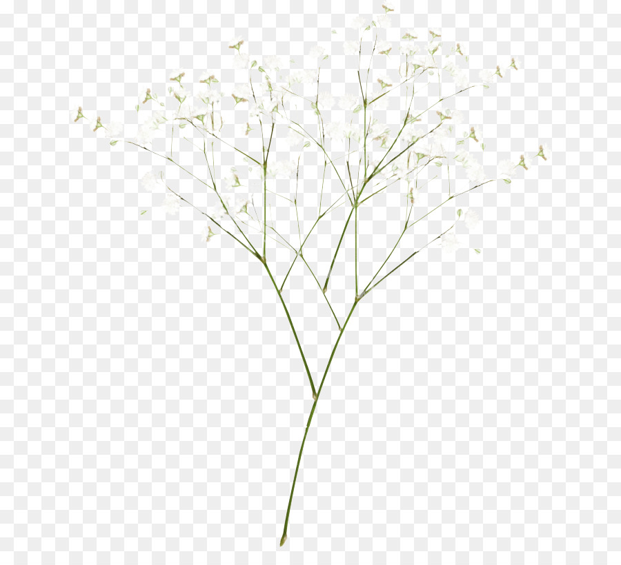 Árbol，Naturaleza PNG