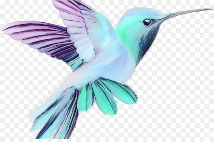 Colibrí，Vuelo PNG