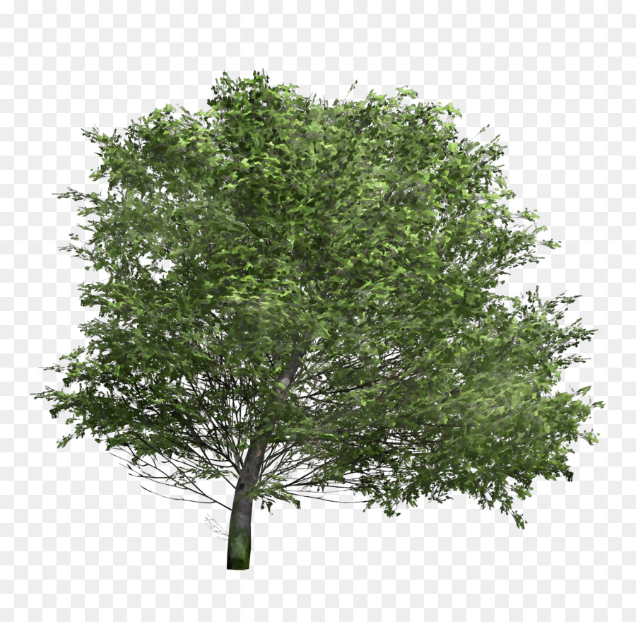 Árbol，Roble PNG