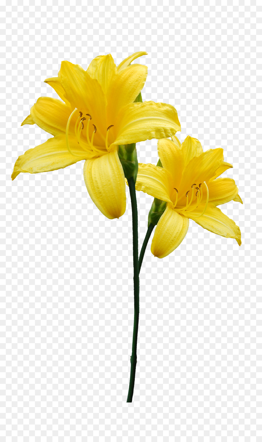 Flor，Fondo De Escritorio PNG