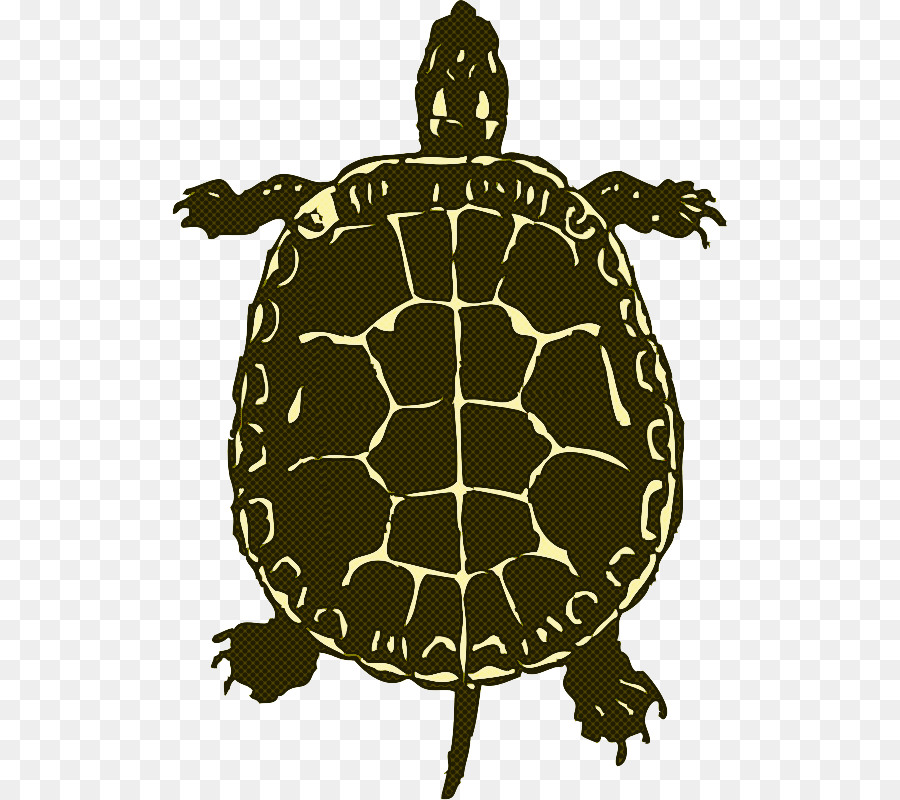 Tortuga，Las Tortugas De Caja PNG