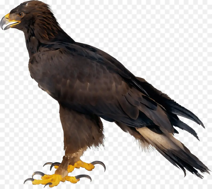 Águila，Pájaro PNG