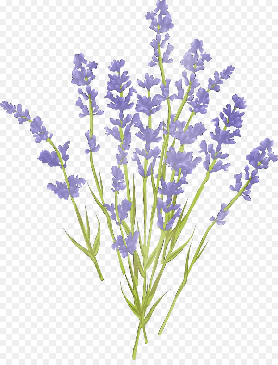 Una Fotografía De Stock，Lavanda PNG