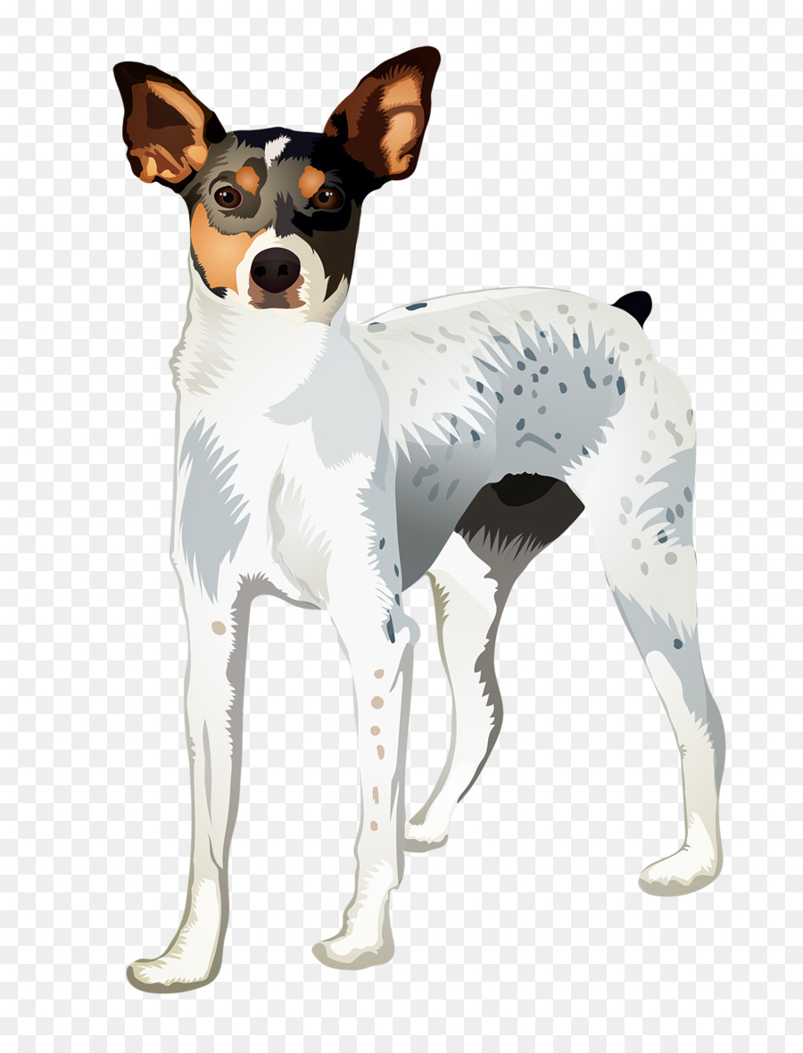 Rat Terrier，Raza De Perro PNG