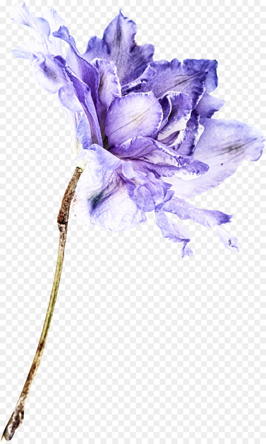 Las Flores Cortadas，Morado PNG