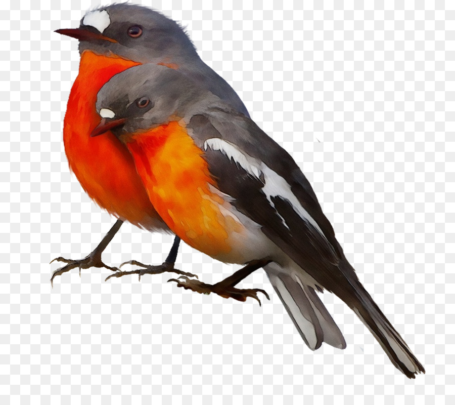 Europea Robin，Aves PNG