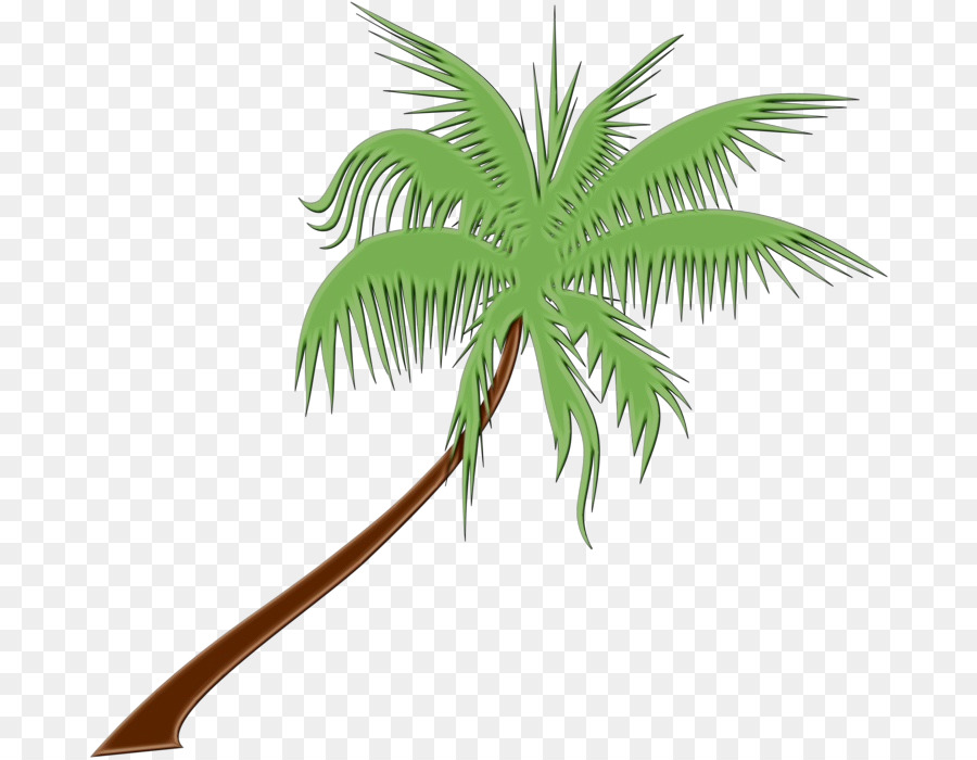 Palmera，Tropical PNG