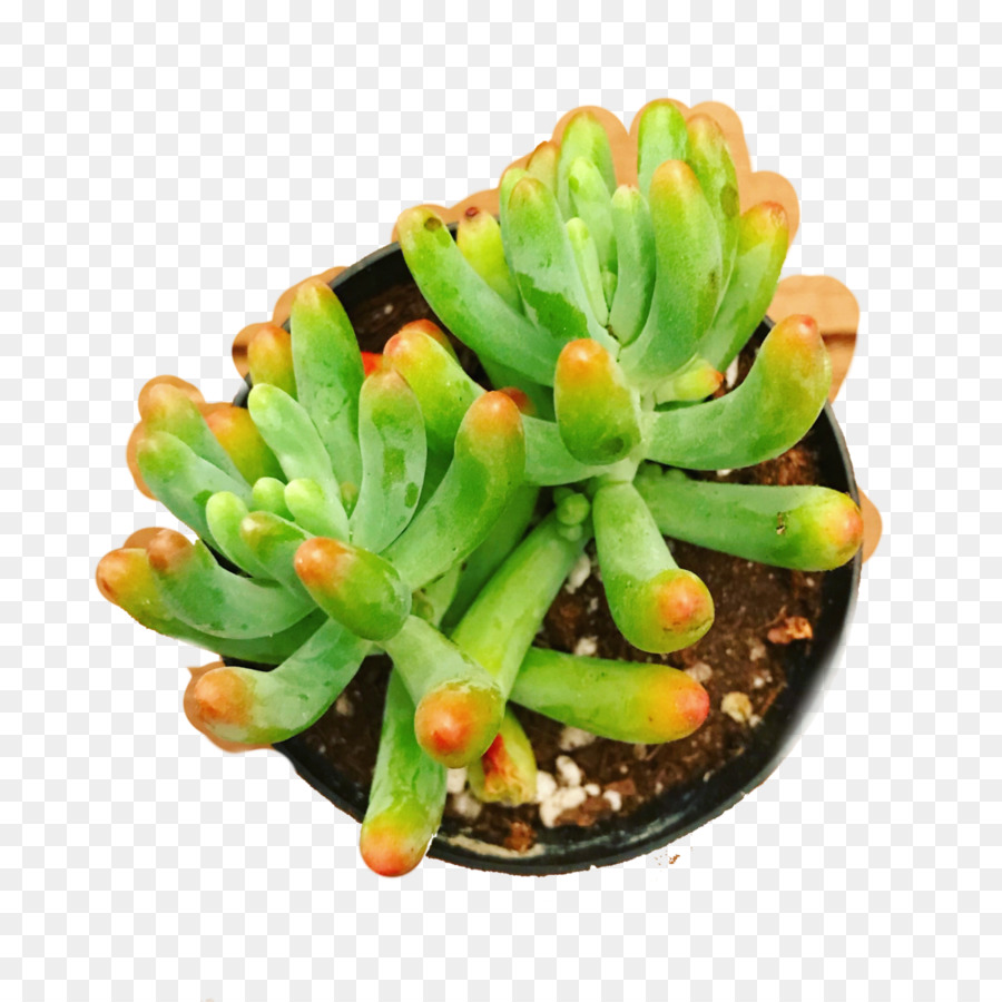 Planta Suculenta，Sedum Rubrotinctum PNG