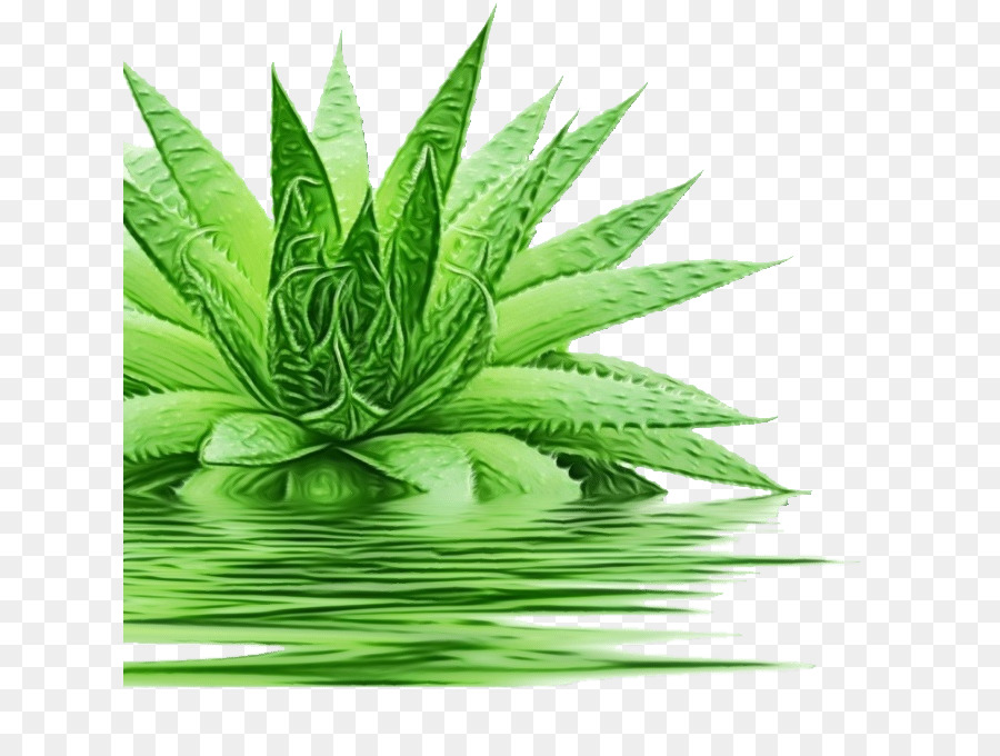 Aloe Vera，Forever Living Productos PNG