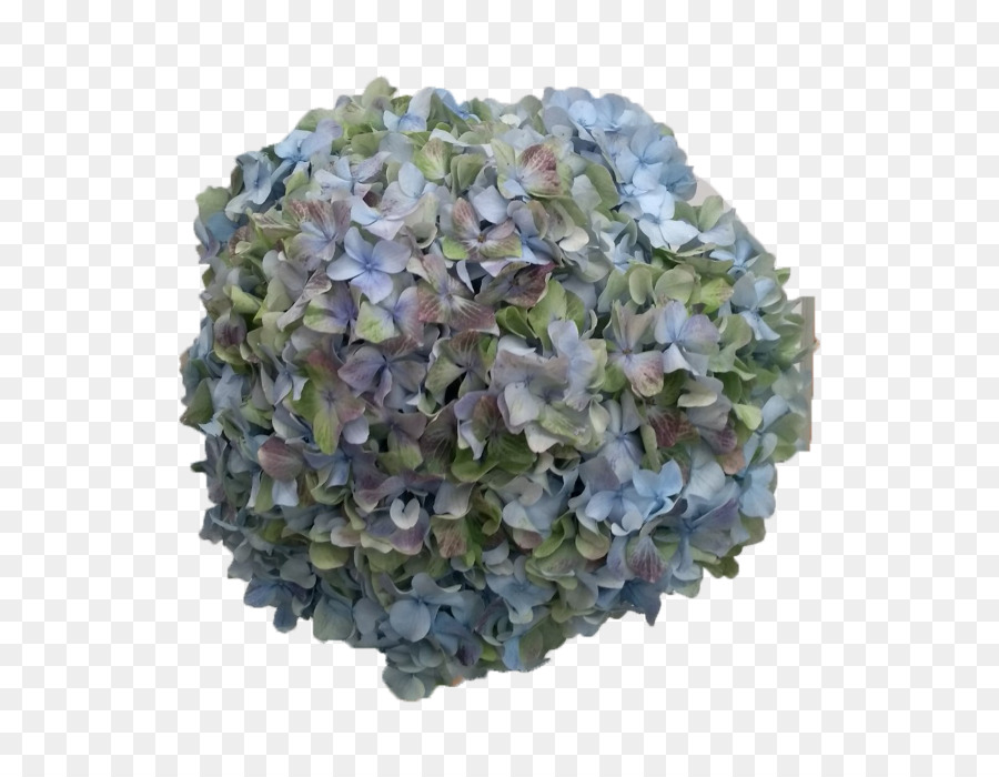 Hortensia，Azul PNG